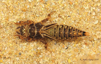 Progomphus bellei, nymph